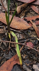 Calochilus gracillimus