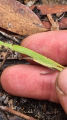 Calochilus gracillimus