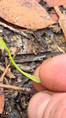 Calochilus gracillimus