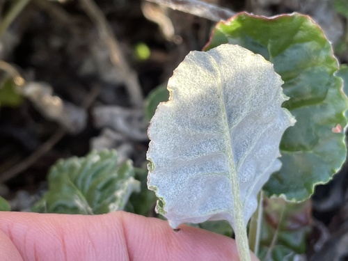 Coast buckwheat foliage