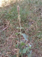 Achyranthes japonica