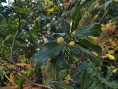 Acronychia pedunculata