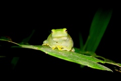 Sphaenorhynchus planicola