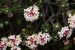 Pimelea sericea