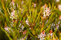 Orites acicularis