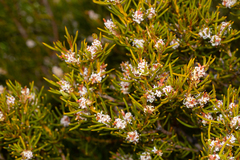 Orites acicularis