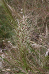 Austrostipa mollis