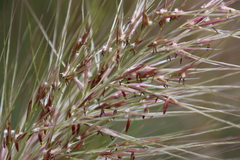 Austrostipa mollis