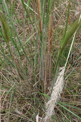 Austrostipa mollis