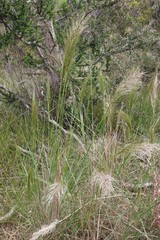 Austrostipa mollis