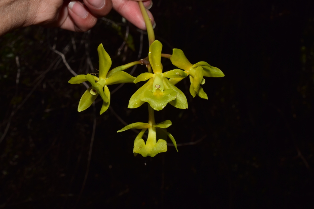Epidendrum kosnipataense Hágsater, E.Santiago & J.Duarte