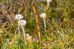 Drosera murfetii