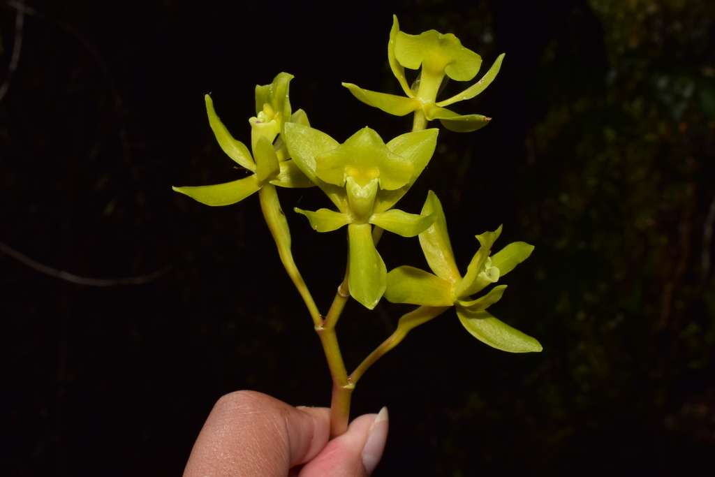 Epidendrum kosnipataense Hágsater, E.Santiago & J.Duarte 2