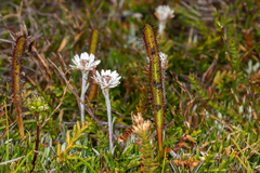 Drosera murfetii