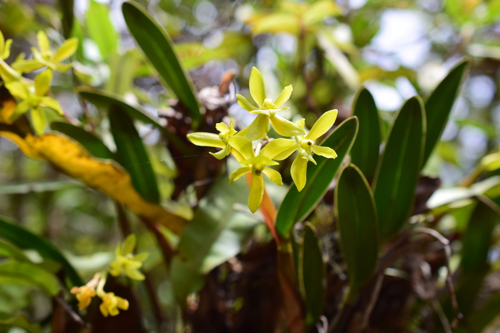 Epidendrum kosnipataense Hágsater, E.Santiago & J.Duarte 3