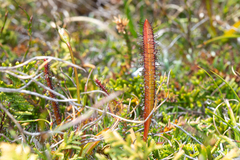 Drosera murfetii