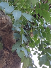 Pterocarpus macrocarpus