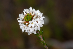 Epacris lanuginosa