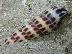 Terebra achates