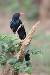 Phoeniculus purpureus