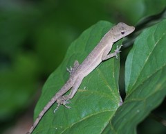 Anolis cupreus