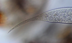 Amphileptus procerus