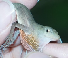 Anolis cupreus