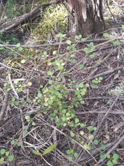 Coprosma crassifolia