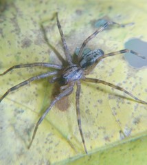 Megalostrata