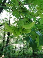 Acer platanoides