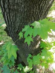 Acer platanoides