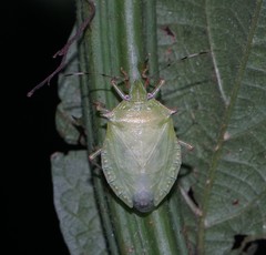Chlorocoris distinctus