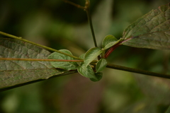 Callicarpa formosana