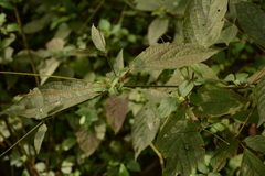Callicarpa formosana