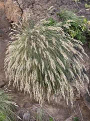 Poa astonii
