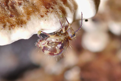 Ptenothrix beta