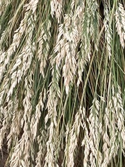 Poa astonii