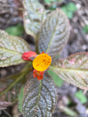 Chrysothemis pulchella