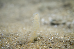 Sarcoptilus shaneparkeri