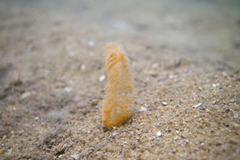 Sarcoptilus shaneparkeri