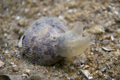 Pyuridae