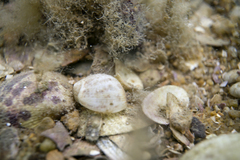 Eunaticina umbilicata