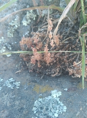 Crassula colligata colligata