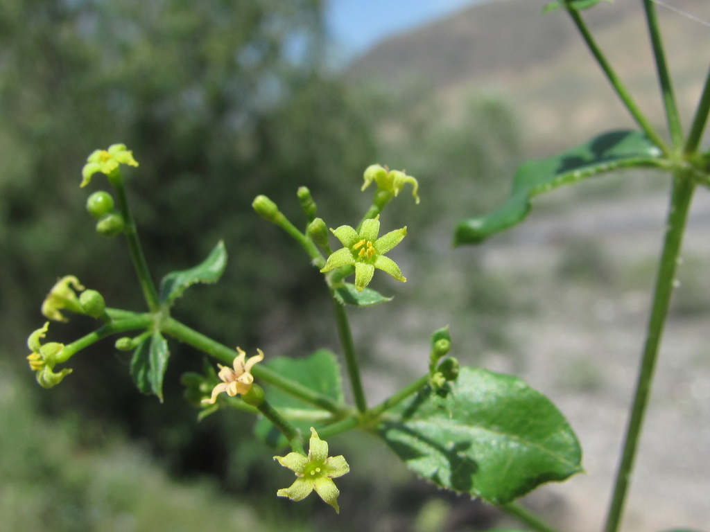 Rubia tinctorum — a medium houseplant, prefers full sun light