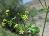 Madder - Photo (c) Gennadiy Okatov, some rights reserved (CC BY-NC), uploaded by Gennadiy Okatov