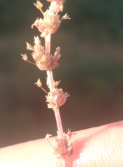 Crassula colligata colligata