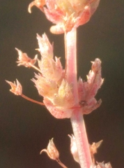Crassula colligata colligata