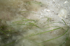 Zostera nigricaulis