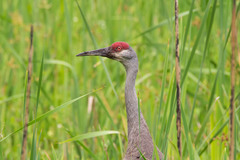 Antigone canadensis pulla