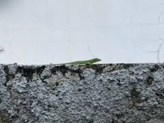 Anolis marmoratus